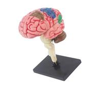 Modello Anatomia Del Cervello Umano Mano Sull'assemblea Modello Anatomia Del Cervello Educazione Giocattolo Precoce Con Organi Apprendimento Della Struttura Cerebrale Degli Organi Con