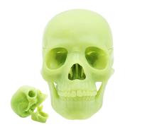 Modello anatomia del , modello umano, dimensioni della vita, 15 pezzi, strumento di insegnamento anatomico rimovibile, 5,75 x 4,02 x 3,43 pollici, assistenza medica per studenti,
