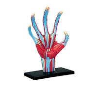 Modello anatomia della mano Scheletro Aiuto didattico medico Puzzle Assemblaggio giocattoli Laboratorio Educazione Attrezzatura per Modello mano umana Modelli anatomici ' essere umano