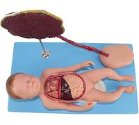 Modello Anatomia Fetale, Modello Anatomia Viscera Neonatale, Manichino Bambino con Cordone Umbilicale e Placenta, 13 Parti Smontabili, per Scuole, Ospedali, Studio Medico