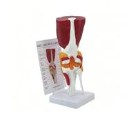 Modello Anatomia Ginocchio Destro Grandezza Naturale con Scheda Istruzioni | Scala 1:1 Femore, Tibia, Fibula, Rotula e Legamenti Crociati, PVC, per Educazione e Formazione in Fisioterapia