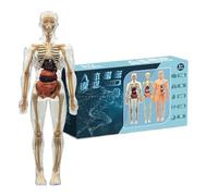 Modello Anatomia,Kit Modello Anatomia Corpo Umano 3D Con Scheletro - Strumento Didattico per Aula Casa Biblioteca Homeschool Attività di Gruppo