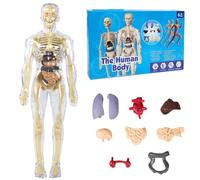 Modello anatomia per bambini, modello 3D Human Body Torso per bambini, corpo umano trasparente, modello di anatomia umana realistica, corpo umano, corpo umano, scatola per esperimenti per bambini a
