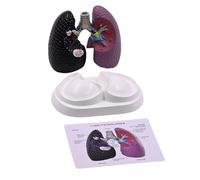 Modello Anatomia Polmonare Realistica Modello Anatomico Polmonare Umano Strumento Insegnamento E Patologica Educazione Alla Anatomia