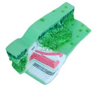 Modello Anatomia Professionale Delle Foglie Delle Piante Strumento Didattico Realistico Per La Struttura In PVC Per Aule E Laboratori Scienze Strumento Didattico Anatomia