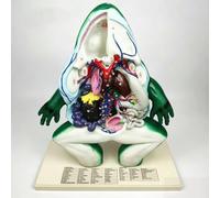 Modello Anatomia Rana Ingrandito con 43 Segnali Digitali per Didattica | Modello di Anatomia degli Organi Interni di Rana che Mostra gli Organi Completi, Riproduttivo per Sussidi Didattici