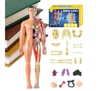 Modello Anatomia - Struttura del Corpo Umano, Kit di assemblaggio Anatomico, Modello Scientifico Educativo, Visualizzazione dettagliata degli | per Studenti Insegnanti A Casa Studenti