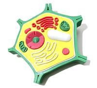 Modello anatomia vegetale Biologia Aiuto per l ' apprendimento scientifico Modelli cellulari Aiuto didattico per la biologia per l ' uso in classe