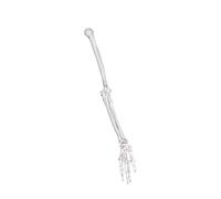 Modello anatomicamente accurato in PVC dell'arto superiore, della spalla e della clavicola, osso umano ideale per studenti e professionisti