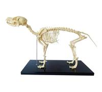Modello anatomico 1:1 dello scheletro di un cane Esemplare animale Anatomia animale Scheletro di cane Biologia umana Insegnamento Strumento dimostrativo veterinario
