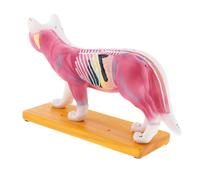 Modello Anatomico 1: 1 Di Agopuntura Per Gatti Con Strumento Didattico Per Punti