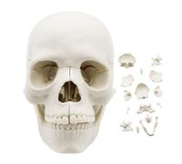 Modello Anatomico - 14,6 Cm Grande In PVC Nella Dimensione 5,75, 3 Pezzi Di Una Vita Dipinta Medico Anatomia Realistica Con Tetto Rimovibile E Bew