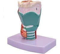 Modello anatomico 3D della laringe con etichette digitali e texture realistiche per comprendere la struttura della laringe umana