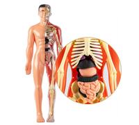 Modello anatomico 3D - Modello realistico del corpo umano, anatomico all'apprendimento, traslucidi interattivi | Risorsa didattica per esperimenti di educazione scientifica progetti