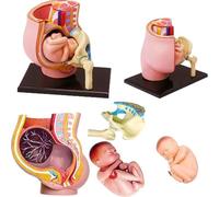 Modello anatomico 4D del bacino di una donna incinta in gravidanza, modello didattico, modello di ricerca, modello anatomico, visualizzazione degli organi, modello di insegnamento A