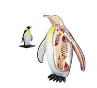 Modello anatomico 4D del pinguino - staccabili e campione di scheletro | Modello anatomico di animale biologico for insegnamento veterinario, lezioni di biologia e ricerca