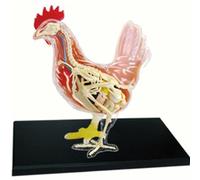 Modello anatomico 4D della Visione, Modello didattico di Anatomia Animale, Modello della Struttura del Corpo, organi e Parti del Corpo Rimovibili, Adatto all'insegnamento educativo,26003