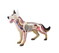 Modello anatomico 4D della Visione, Modello didattico di Anatomia Animale, Modello della Struttura del Corpo, organi e Parti del Corpo Rimovibili, Adatto all'insegnamento educativo,26115