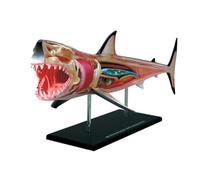 Modello anatomico 4D della Visione, Modello didattico di Anatomia Animale, Modello della Struttura del Corpo, organi e Parti del Corpo Rimovibili, Adatto all'insegnamento educativo,26111