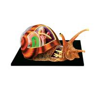 Modello anatomico 4D della Visione, Modello didattico di Anatomia Animale, Modello della Struttura del Corpo, organi e Parti del Corpo Rimovibili, Adatto all'insegnamento educativo,26109