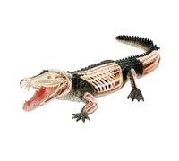 Modello anatomico 4D della Visione, Modello didattico di Anatomia Animale, Modello della Struttura del Corpo, organi e Parti del Corpo Rimovibili, Adatto all'insegnamento educativo,26114