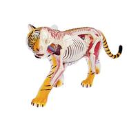 Modello anatomico 4D della Visione, Modello didattico di Anatomia Animale, Modello della Struttura del Corpo, organi e Parti del Corpo Rimovibili, Adatto all'insegnamento educativo,26105