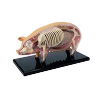 Modello anatomico 4D della Visione, Modello didattico di Anatomia Animale, Modello della Struttura del Corpo, organi e Parti del Corpo Rimovibili, Adatto all'insegnamento educativo,26102