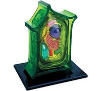 Modello anatomico 4D delle cellule animali e vegetali per l'insegnamento della biologia, l'esposizione di studio e l'educazione medica - Strumento di apprendimento visivo