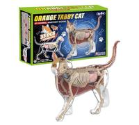Modello anatomico 4D di gatto, aiuto per l'apprendimento degli animali 4D, modelli anatomici animali, per bambini, adulti, studenti, insegnanti, veterinari, collezionisti, educatori, scuola, aula a