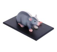 Modello anatomico 4D di ratto, modello didattico anatomico con 29 organi e parti staccabili, rappresentazione di scheletro animale, design traslucido, per la formazione veterinaria. B