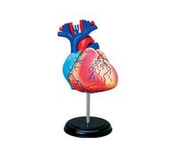 Modello anatomico 4D smontabile del cuore e degli organi umani per l'assemblaggio pratico | Strumento per il cuore anatomicamente accurato, 31 pezzi, PVC, modello cardiovascolare per dimostrazioni