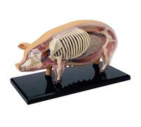 Modello anatomico 4D staccabile con 19 organi e design dettagliato, struttura accurata, materiale durevole per dimostrazioni didattiche