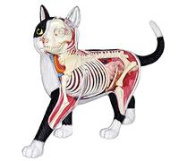 Modello anatomico 4D staccabile di scheletro del gatto per lo studio educativo e lo strumento didattico
