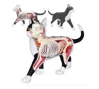 Modello Anatomico 4d Vision Del Gatto, Con 28 Organi E Parti Del Corpo Staccabili, Che Illustra La Posizione Degli Organi, Le Relazioni Tra I Sistemi E La Struttura Interna, Ideale Per Studenti E