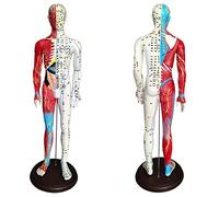 modello anatomico, 60 cm/23,6 pollici - Punti di pressione e meridiani for agopuntori altri professionisti medici, materiali didattici for la formazione
