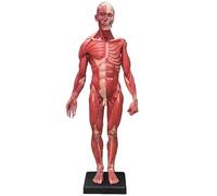 Modello anatomico 60 cm di scheletro umano maschile in resina for dentiera, carne, muscoli, anatomia, muscolo superficiale, corpo artistico