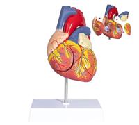 Modello anatomico a forma di cuore, modello 2X ingrandito del cuore umano, con appendice atriale rigth/sinistra, modello anatomico per studi di scienze e cardiologia