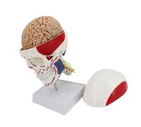 Modello anatomico a forma di teschio in scala 1:1, con mascella rimovibile e chiusura per un pratico apprendimento del cranio con colonna vertebrale cervicale