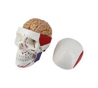 Modello anatomico a forma di teschio in scala 1:1, con mascella rimovibile e chiusura per un pratico apprendimento del cranio con colonna vertebrale cervicale