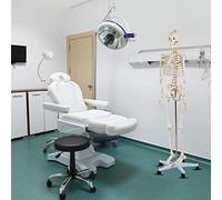 Modello anatomico a grandezza Naturale 70,8" Modello Medico di Scheletro di Anatomia Anatomica Umana + Modello di Scheletro di Supporto è Uno Strumento Ideale per l'insegnamento e Lo Studio