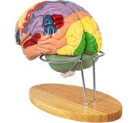 Modello anatomico a grandezza naturale del cervello umano con le parti staccabili per lo studio delle neuroscienze