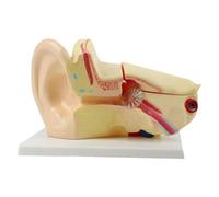 Modello anatomico a grandezza naturale della struttura dell'orecchio umano Modello interno anatomico per insegnamento dimostrativo e impostazioni cliniche Anatomia Trainer