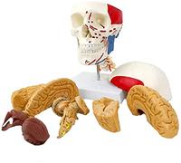 Modello anatomico a grandezza naturale della testa umana del cervello - 11 parti di aiuto didattico medico educativo, modello di cranio di neurologia del cervello per studi di anatomia