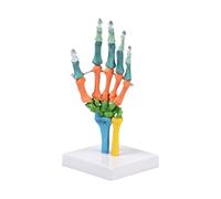 Modello anatomico a grandezza naturale dell'osso della mano umana per l'istruzione Modello anatomico dello scheletro dell'osso della mano codificato a colori con articolazione del polso