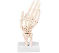 Modello anatomico a grandezza naturale di scheletro della mano, scheletro medico per lo studio delle articolazioni della mano, struttura dettagliata delle ossa della mano umana con