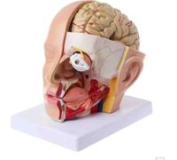 Modello anatomico a sezione trasversale del cervello a grandezza naturale | Modello anatomico della testa umana, con 18 indicatori numerici per l'insegnamento delle scienze