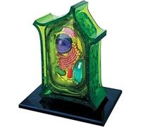 Modello anatomico - Anatomia delle piante con 26 parti rimovibili per l'educazione - Modello scientifico dettagliato per l'insegnamento e la formazione nelle lezioni di biologia