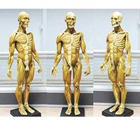 Modello anatomico Anatomia Maschile Figura Muscolo Scheletrico Umano Pittura Scultura Riferimento anatomico per artisti
