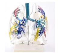 Modello anatomico, Anatomia polmonare dell'albero bronchiale Chirurgia toracica Modello respiratorio Campione medico anatomico trasparente