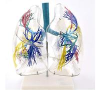 Modello anatomico, Anatomia polmonare dell'albero bronchiale, modello respiratorio for chirurgia toracica Campione Modello anatomico medico Segmenti polmonari trasparenti Modello polmone umano